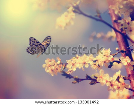 Vintage butterfly and cherry tree flower in spring Royalty-Free Stock Photo #133001492