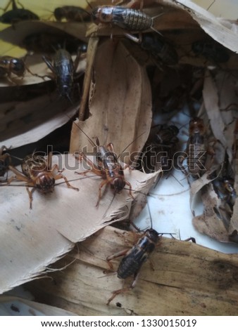 crickets and dried leaves