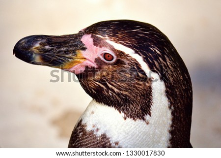 Penguin head in zoo