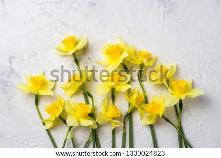 Yellow daffodils on a white stone background. Flat lay, top view