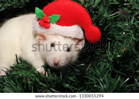 A rat in a Christmas hat.  White rat on the background of an artificial Christmas tree. Symbol of the new 2020 in the Chinese calendar. New year and Christmas concept.