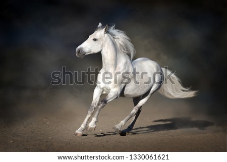 Stallion in motion in desert dust against dark background