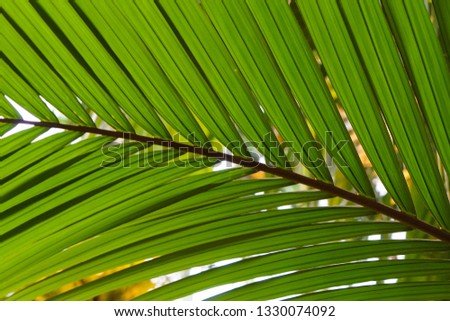 A textured lush palm leaf sunlit from behind, direct closeup view.
