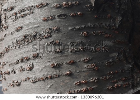 Tree textures up-close, grain and texture. Dark wood, bark.