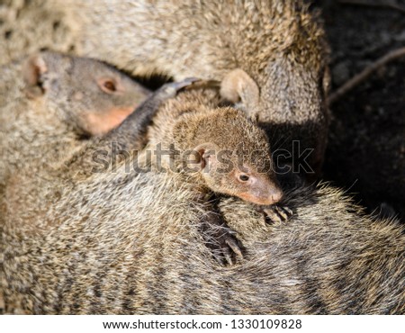 banded mongoose (Mungos mungo)