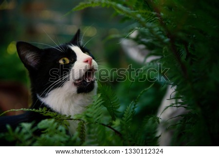 Cat smelling the plant in the garden