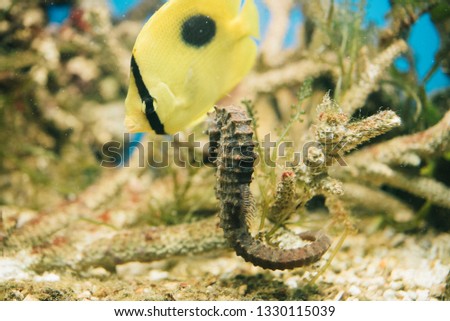 The cute great seahorse, Kellogg’s seahorse (Hippocampus kelloggi) on blur background 
