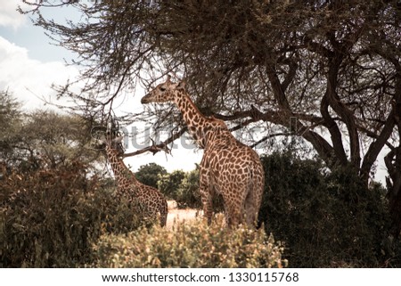 giraffe with baby in kenya