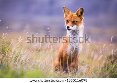 Portrait of a young fox. Kamchatka