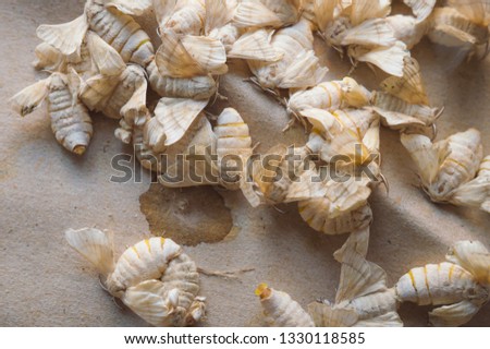 Concept Development cycle of Silkmoth  (Bombyx mori).Silkworm butterflies mating for hybridize above brown paper. Royalty-Free Stock Photo #1330118585