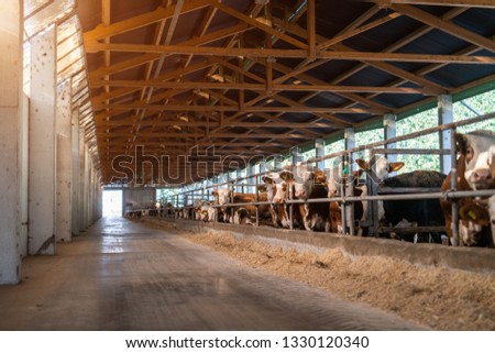 Picture of cow farm. Cows standing in row in barn.