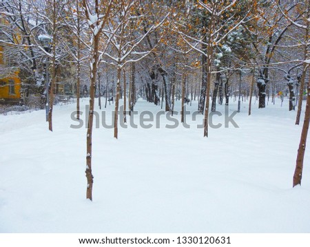 A ROW OF SMALL TREES IN WHITE SNOW IN THE CITY PARK 
