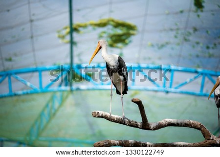 white stork or crane on blur background 