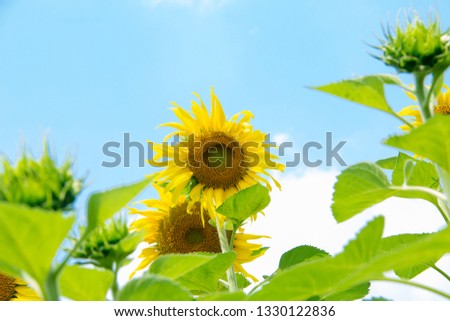Sunflower,Close up of sunflower,Sunflower  and blue sky,