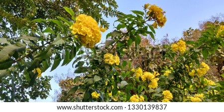 Yellow bush allamanda flower
