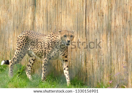 Cheetah looking for prey