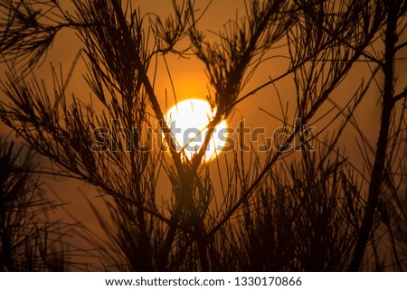 Sunrise on Golden Sky with silhouette Trees at Tamil Nadu in India 