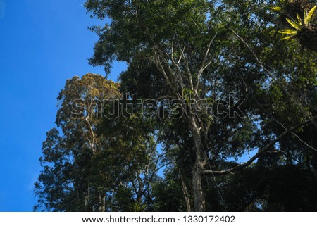 Large rain trees in a jungle with blue skies