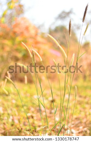 Close up and selective focus movement of brown grasses flower on blurred bokeh background on daytime.