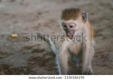 small cute monkey  eating