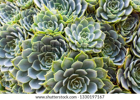 White Mexican Rose. Echeveria elegans is a species of flowering plant in the Crassulaceae family, native to semi desert habitats in Mexico Royalty-Free Stock Photo #1330197167