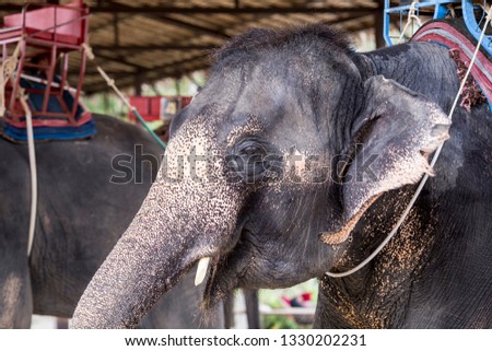 Closeup Elephant head