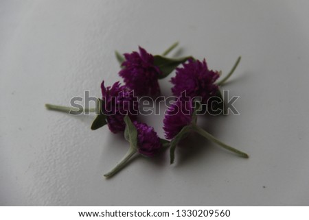 purple flowers are beautiful