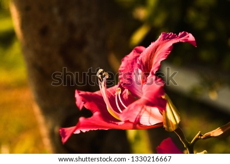 closeup of pink flowers while sunset in Mae Hong Son,Thailand. 