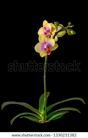 A beautiful yellow Orchid Isolated in Black Background
