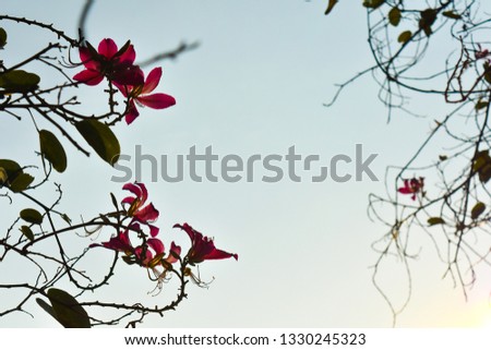 Pink flowers and blue sky in background.