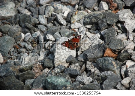 Detailed picture of the Brown butterfly on the stones
