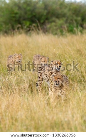 Five brothers, a cheetah coalition in the plains of Africa inside Masai Mara National Reserve during a wildlife safari