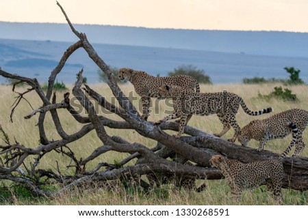 Five brothers, a cheetah coalition in the plains of Africa playing on a fallen tree inside Masai Mara National Reserve during a wildlife safari