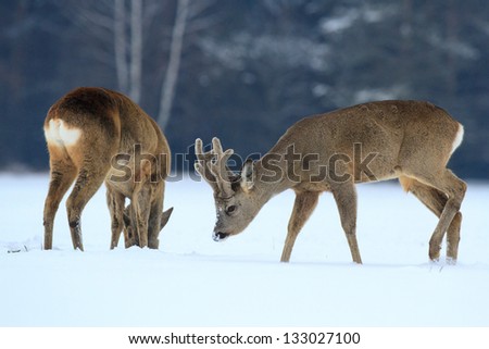 Roe deer over the forest background in winter day