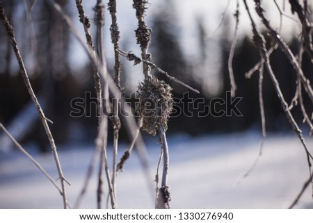 mosses on trees - winter nature in the Czech Republic