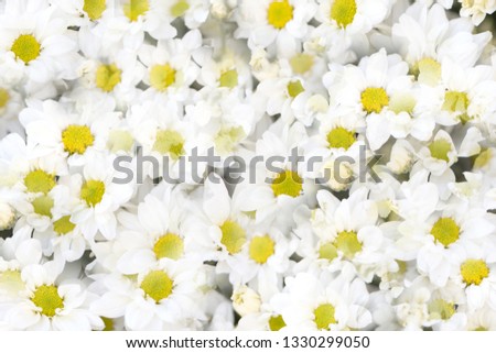 White small chrysanthemum, soft and clean petal flower with green stem . Lovely blooming flora gardem