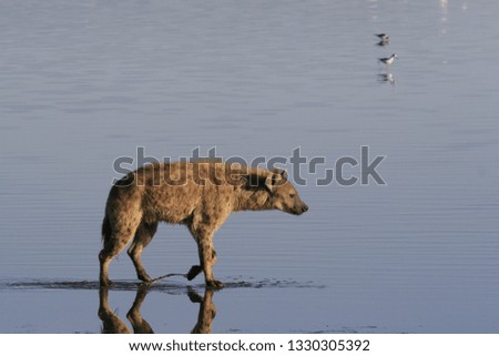 Spotted Hyena hunting flamingo on safari in Kenya. Sunrise in Nakuru lake