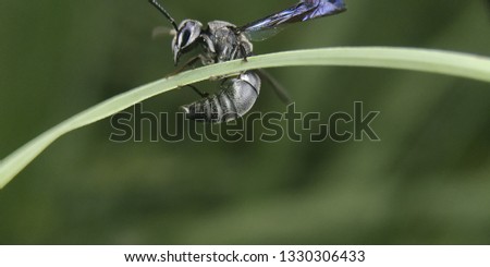activity of the life of black bees, black wasps, black insects.