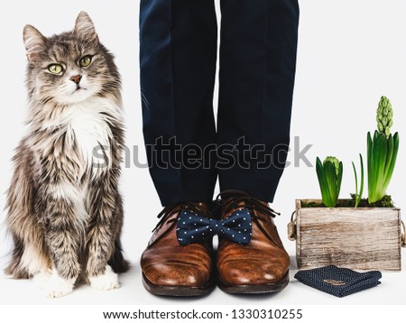Cute kitten, office manager, stylish shoes, blue pants and bright, colorful socks on a white, isolated background. Close-up. Lifestyle, fashion, elegance