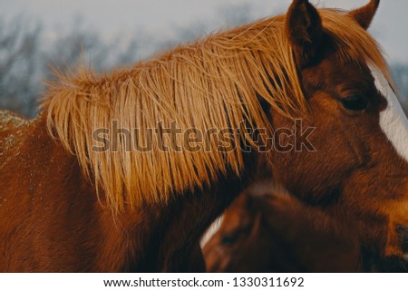 Moody profile portrait of horse on ranch outdoors.  Peaceful western animals in nature.