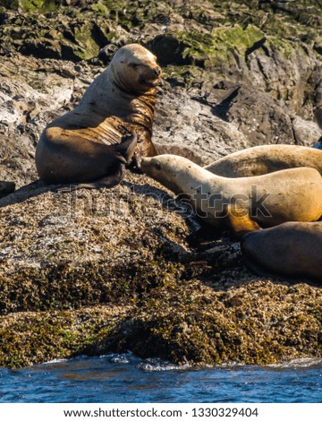 Seals Sea Lions on the Rocks of San Juan Islands near Seattle