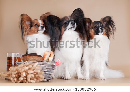 three papillon dogs sitting together