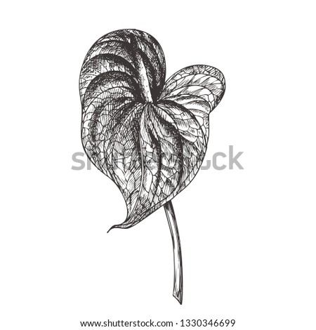 Anthurium. Vintage floral vector illustration, etching hand drawn clip art.