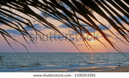 sunset at sea, view through dry palm leaves. beautiful pink sky with clouds