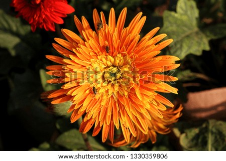 Chrysanthemum Flower Isolated