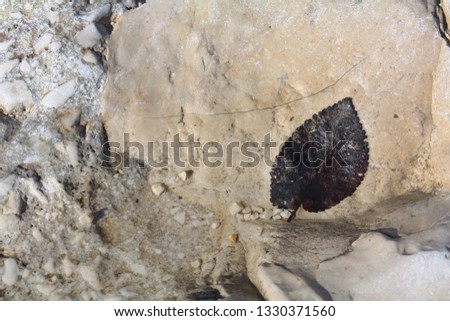 Nature background with stone and leaf in the sea.