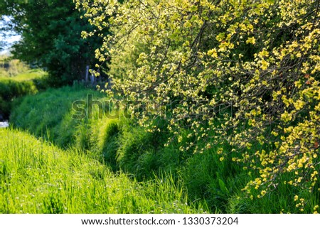 Nature in springtime with young leaves on tree branches. Spring bushes in village. Nature wallpaper blurry background with green leaves of soft focus. 