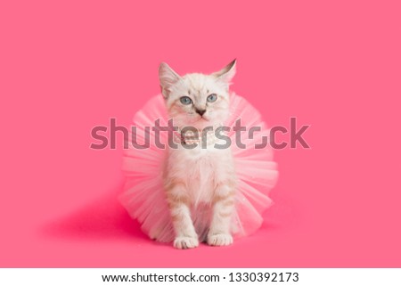 Siamese Kitten wearing a pearl necklace and a pink tutu ballet skirt, pink background.