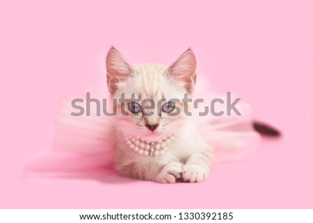 Siamese Kitten wearing a pearl necklace and a pink tutu ballet skirt, pink background.