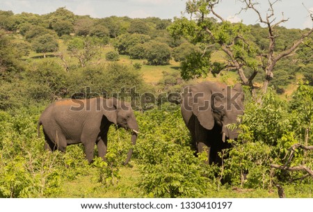 An Elephant Family in Africa